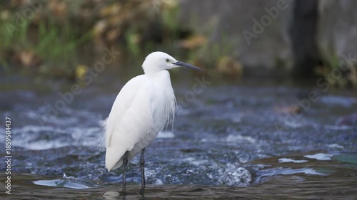 Little Egret Foraging in a Shallow Stream