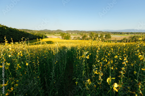 Beautiful Yellow flower of Sunn hemp