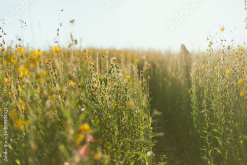 Beautiful Yellow flower of Sunn hemp