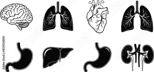 Human organs, anatomy illustration, medical vector, biology graphics, healthcare symbols, internal body parts, educational design, brain, lungs, heart, stomach, liver, kidneys, 