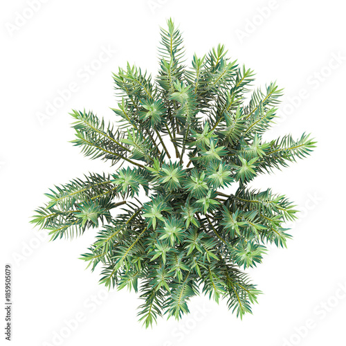 Schilderij op canvas 3D rendering of Gopher spurge Tree on transparent background from top view