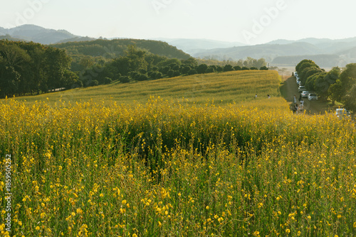 Beautiful Yellow flower of Sunn hemp