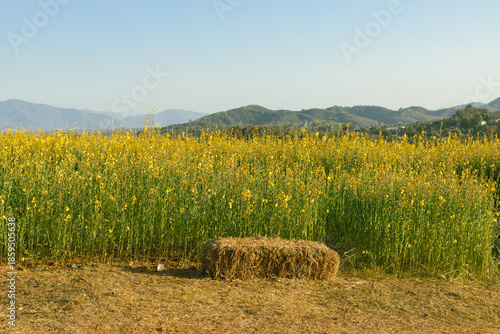 Beautiful Yellow flower of Sunn hemp