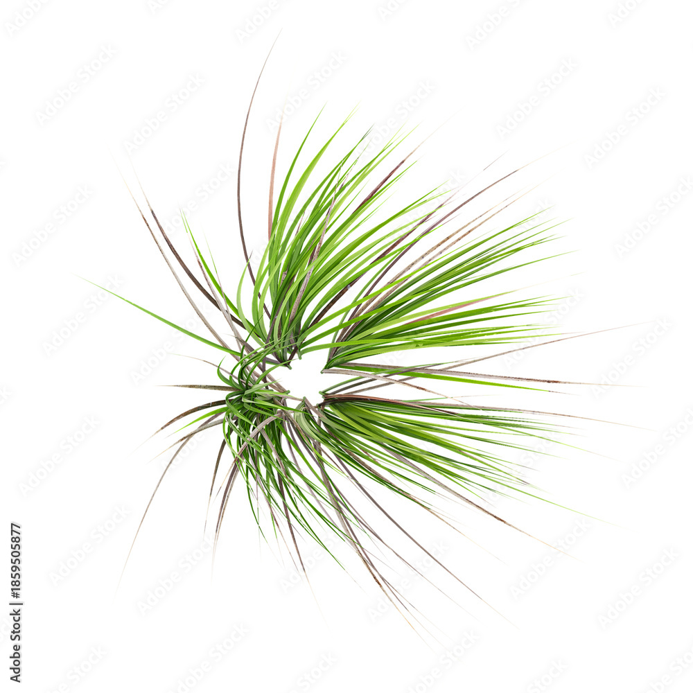 Fototapeta premium 3D rendering of Japanese rush grass on transparent background from top view