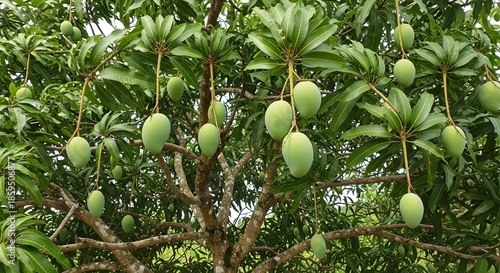 Mango tree laden with green fruit ready for harvest in tropical climate