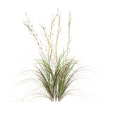 collection of Broomsedge bluestem grass with realistic style