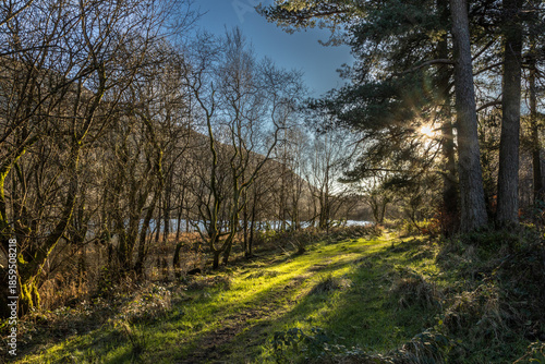 Forest walk by the lake