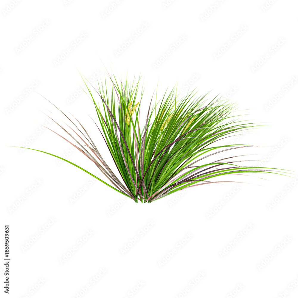 Fototapeta premium collection of Japanese rush grass on transparent canvas