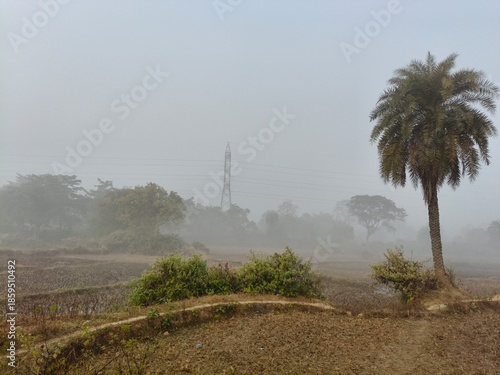 A serene landscape captured in a thick morning mist. In the foreground, green trees and foliage hazy view of distant fields and forests, creating a quiet, atmospheric, and natural scene.