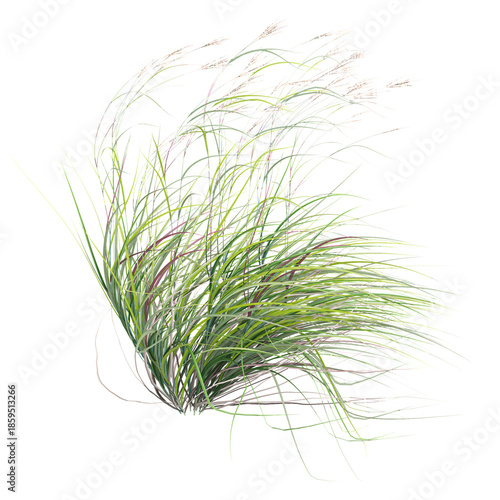 Isolated green big bluestem grass on transparent canvas