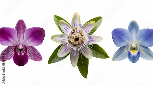 Colorful Orchids and Passion Flower in Nature Setting