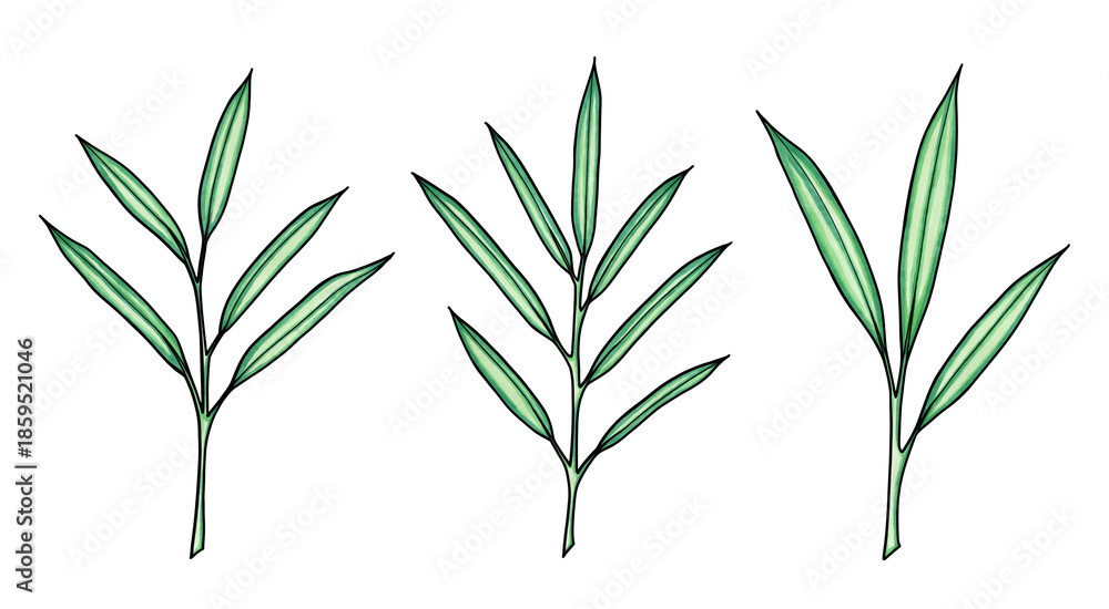 Fototapeta premium Green Botanical Branches with Narrow Leaves — Hand Drawn Foliage Elements, Watercolor Marker Style