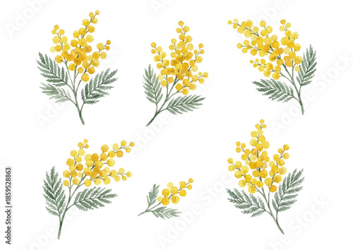 Watercolor-style mimosa illustration