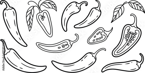 Chili Pepper Variety Botanical Line Art Illustration.