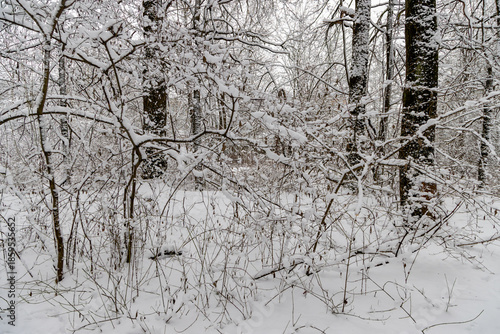 Photos snowy winter forest with bare trees