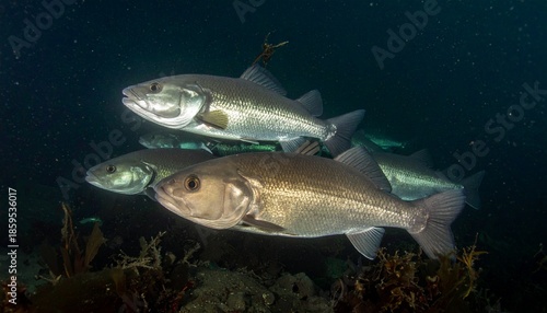Two fish swimming underwater together.