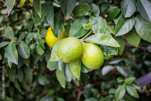 Wallpaper Mural Unripe and ripening lemons growing on a tree in December in Imereti, Georgia. Subtropical winter garden with citrus fruits surrounded by lush green leaves and a rustic metal fence Torontodigital.ca