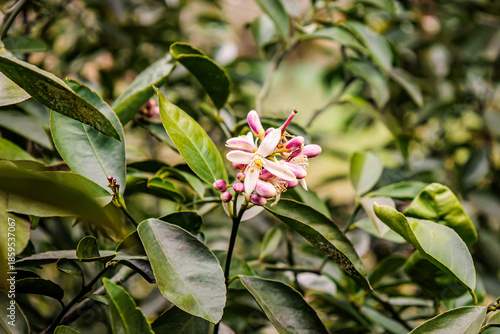 Wallpaper Mural Lemon tree blooming with delicate pink and white flowers in December, captured in Imereti, Georgia. A symbol of renewal and natural beauty in a subtropical winter garden Torontodigital.ca