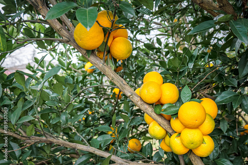 Wallpaper Mural Ripe oranges growing in clusters on a tree in December, photographed in Imereti, Georgia. Bright citrus fruits in a subtropical winter garden symbolize freshness and natural abundance Torontodigital.ca