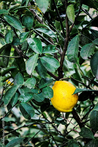Wallpaper Mural Bright yellow lemon hanging on a tree branch near a metal fence in winter, captured in December. The vibrant fruit contrasts with the green leaves and urban structure, evoking freshness Torontodigital.ca