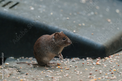 Billede på lærred Field vole sat surrounded by seeds