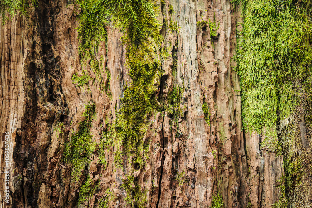 Obraz premium Detailed view of moss growing on old tree bark in Imereti, Georgia. Natural texture from a damp forest environment, ideal for backgrounds and ecological themes