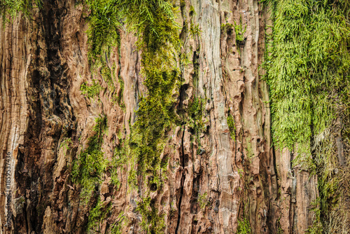 Wallpaper Mural Detailed view of moss growing on old tree bark in Imereti, Georgia. Natural texture from a damp forest environment, ideal for backgrounds and ecological themes Torontodigital.ca