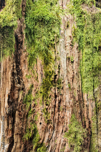 Wallpaper Mural Close-up of tree bark covered with green moss. Natural forest texture with rich organic patterns, perfect for backgrounds or eco-themed design Torontodigital.ca