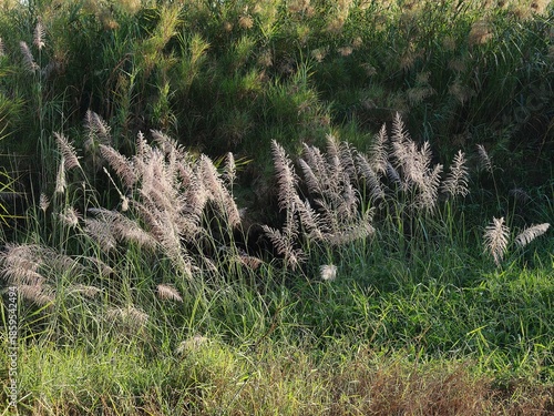Natural background is grass field in Thailand  outdoor park