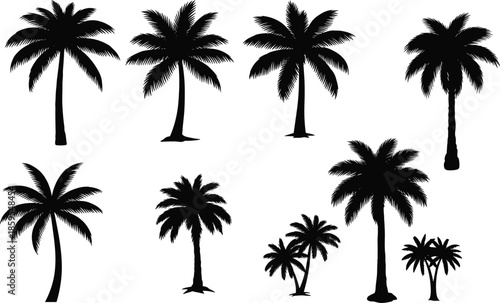 Black silhouettes of palm trees of different sizes and shapes on a white background Keywords: palm tree, tropical, silhouette