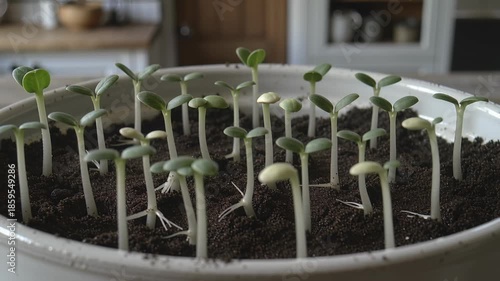 Wallpaper Mural microgreens, white ceramic pot holds dark soil with young, green seedlings sprouting, taking place indoors, calm, nature, growth, renewal, serenity., gardening, life, hope., springtime., World Wildlif Torontodigital.ca