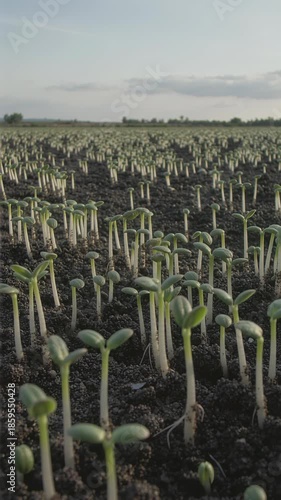 Wallpaper Mural microgreens, field of young cotton seedlings with elongated stems and rounded leaves grows in fertile dark soil under clear blue sky, evoking tranquility and potential, agriculture, growth, hope, begi Torontodigital.ca