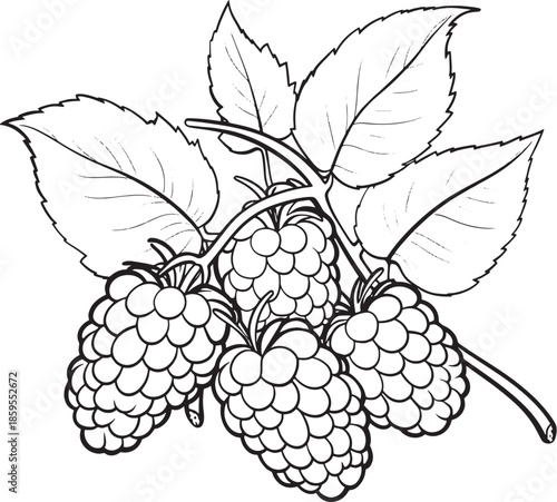 blackberry with leaves