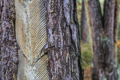 Pine tree (Pinus) with cut-in resin conductive chips, resin extraction until 1990, Darßwald, Darß, Fischland-Darß-Zingst, National Park Vorpommersche Boddenlandschaft, Mecklenburg-Vorpommern, Germany