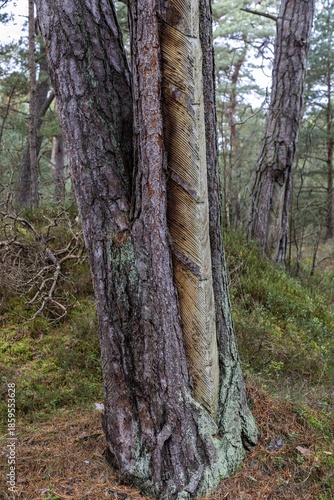 Wallpaper Mural Pine tree (Pinus) with cut-in resin conductive chips, resin extraction until 1990, Darßwald, Darß, Fischland-Darß-Zingst, National Park Vorpommersche Boddenlandschaft, Mecklenburg-Vorpommern, Germany Torontodigital.ca