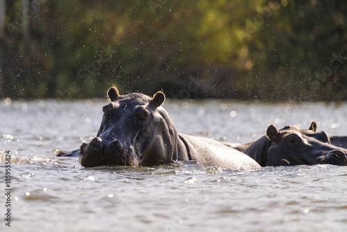 Hippopotamus (Hippopatamus amphibius) in water, Kwando River, Zambezi region, Caprivi Strip, Namibia