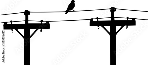 City Nature Concept Birds Perched on Power Lines