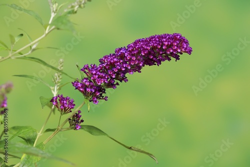 Butterfly-bush (Buddleja davidii), summer lilac, common summer lilac, butterfly bush, lilac spear, flowering, blossom, Elllerstadt, Germany