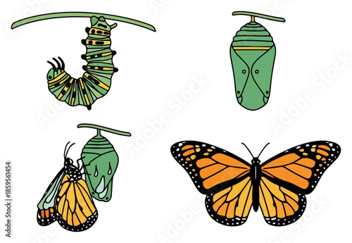 Monarch butterfly and chrysalises on white background.