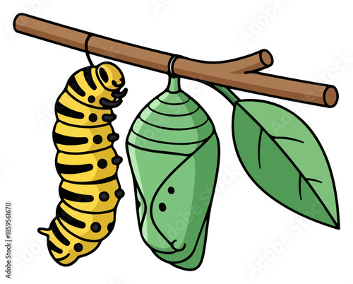 Caterpillar and Chrysalis Hanging From Branch.