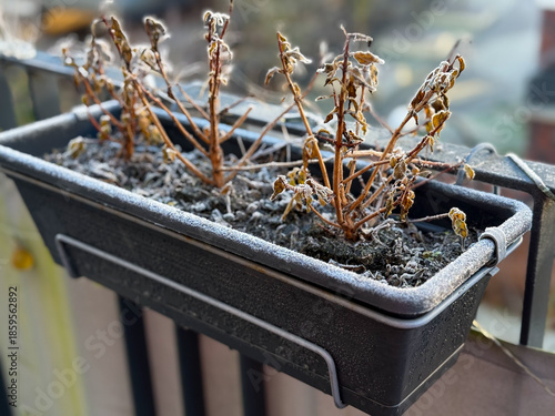 Flower pot with dried frozen dead Geranium flowers in autumn winter time in urban balcony terrace garden	