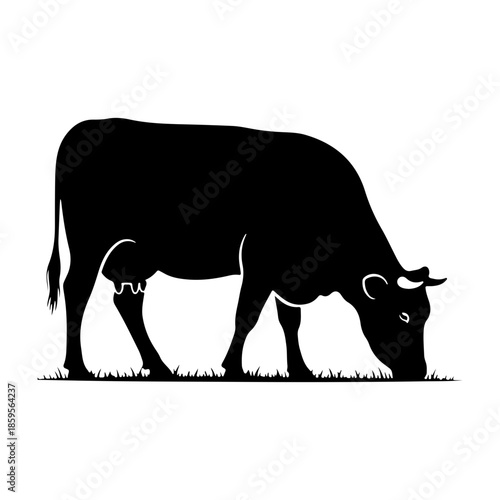 Silhouette of a black cow grazing in a field of grass, profile view