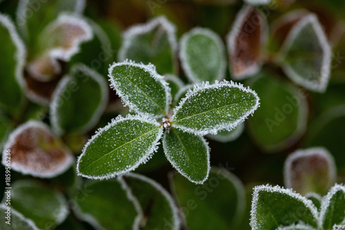 frost covered plant