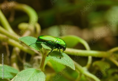 Vászonkép Chlorocala africana camerunica
