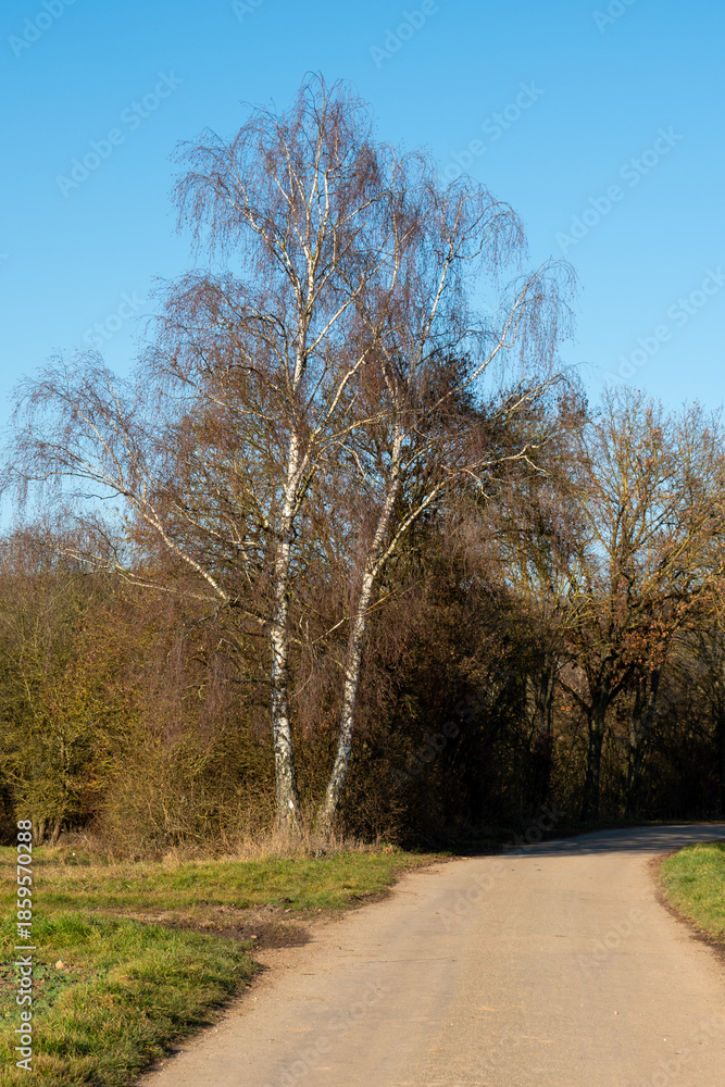 Fototapeta premium A tall, double-trunked birch tree with white bark and delicate, leafless branches stands prominently beside a narrow paved country road under a clear blue sky.