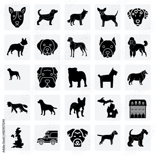 Family Pet And Companion Dogs – Beagle, Poodle, And Border Collie For Pet Care And Lifestyle Content.