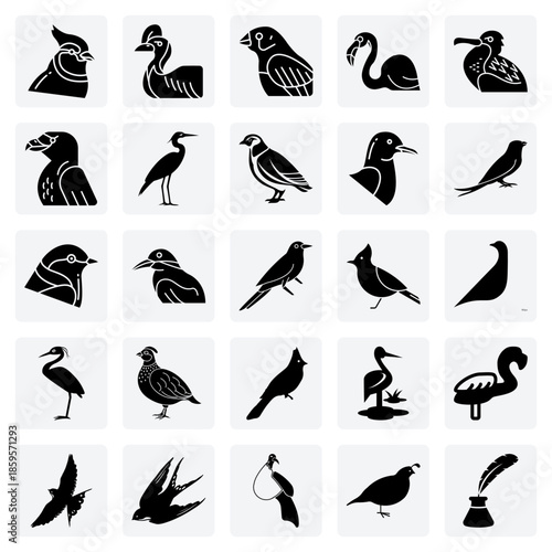 Illustrations Of Wild Birds – Featuring Birds Of Prey, Seabirds, And Songbirds For Environmental And Zoological Designs.