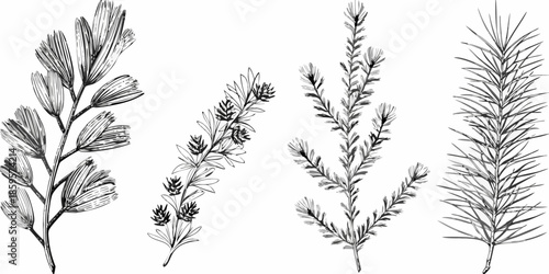 Detailed botanical illustration of various evergreen branches and foliage types