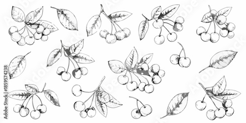 Detailed botanical illustration of cherry fruits and foliage in monochrome