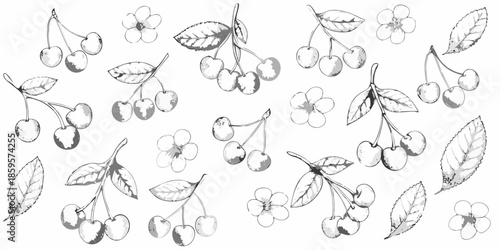 Delicate sketch illustration of cherries and leaves in a scattered arrangement